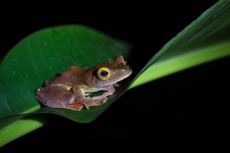 Tree Frog