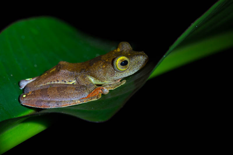 Tree Frog