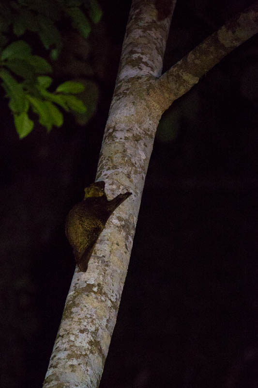 Malayan Colugo