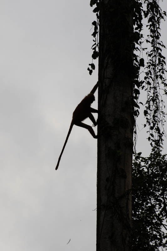 Long-Tailed Macaque