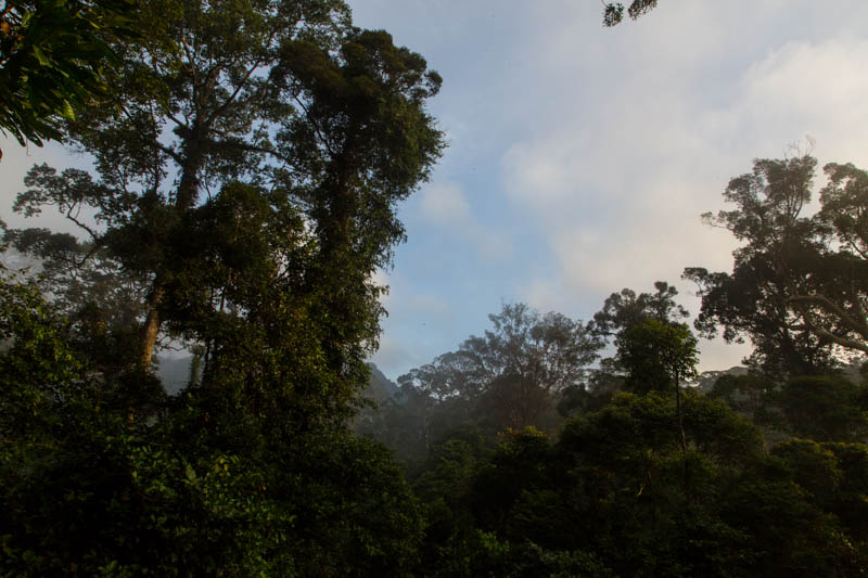 Rainforest At Dawn