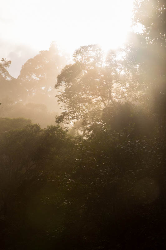 Rainforest At Dawn