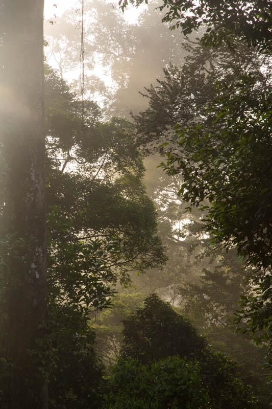 Rainforest At Dawn