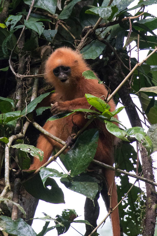 Red Leaf Monkey