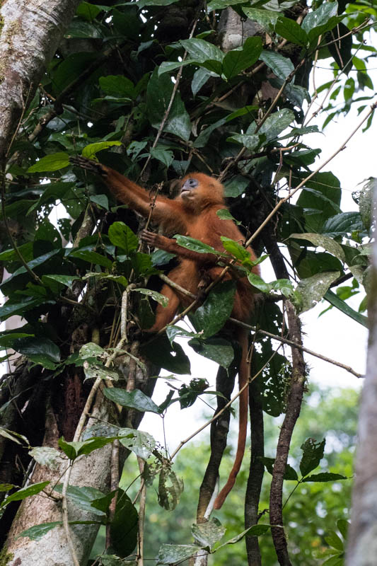 Red Leaf Monkey