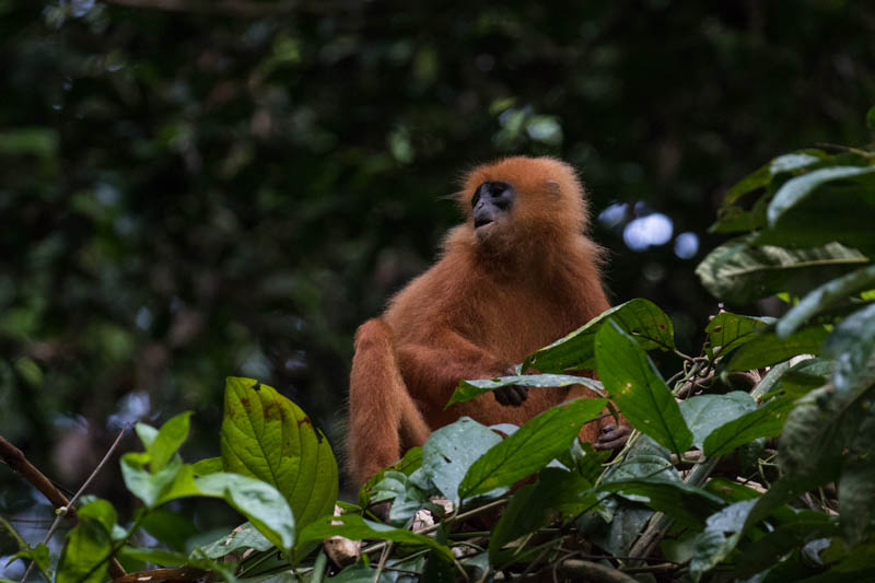 Red Leaf Monkey