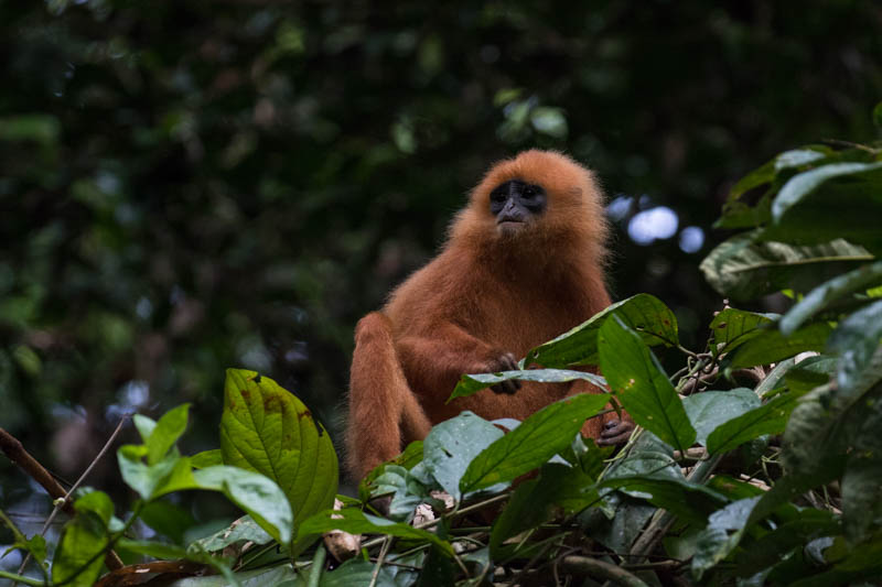 Red Leaf Monkey