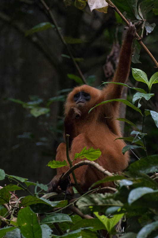 Red Leaf Monkey