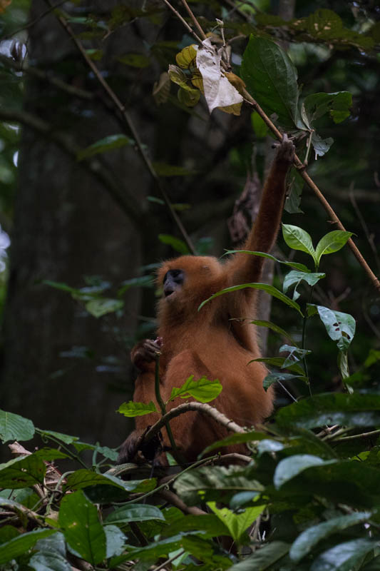 Red Leaf Monkey