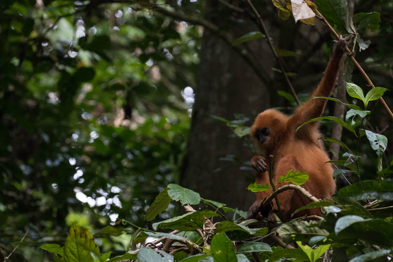 Red Leaf Monkey