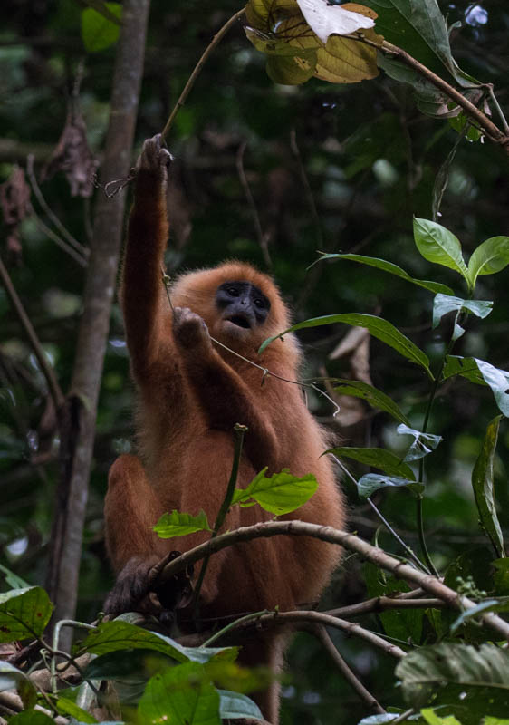 Red Leaf Monkey