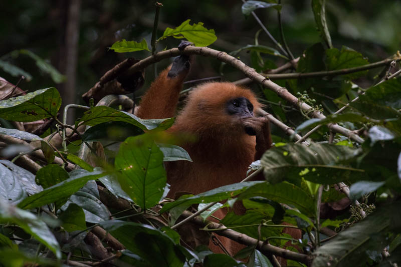 Red Leaf Monkey