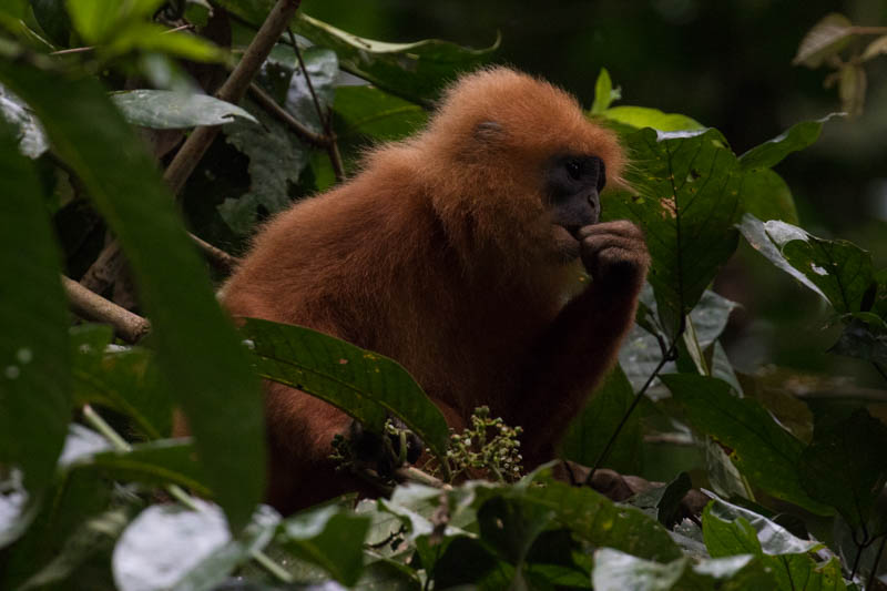 Red Leaf Monkey