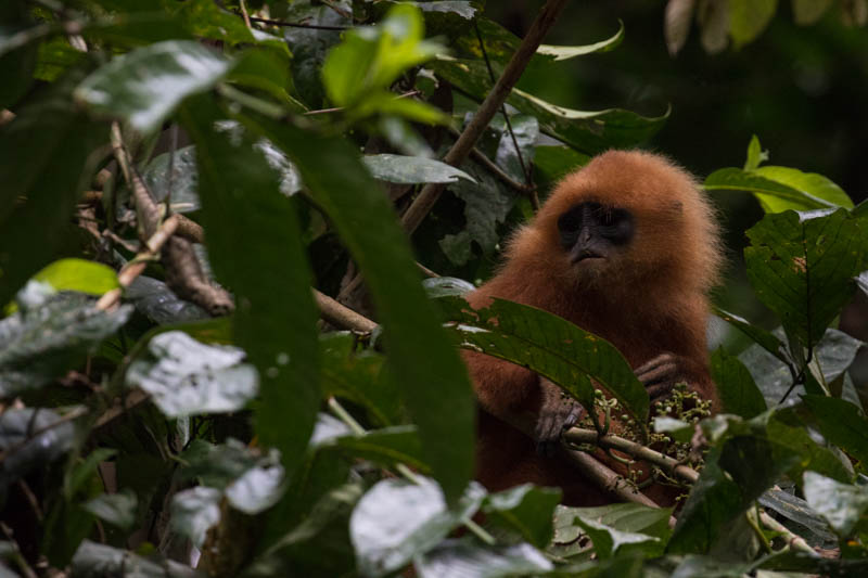 Red Leaf Monkey