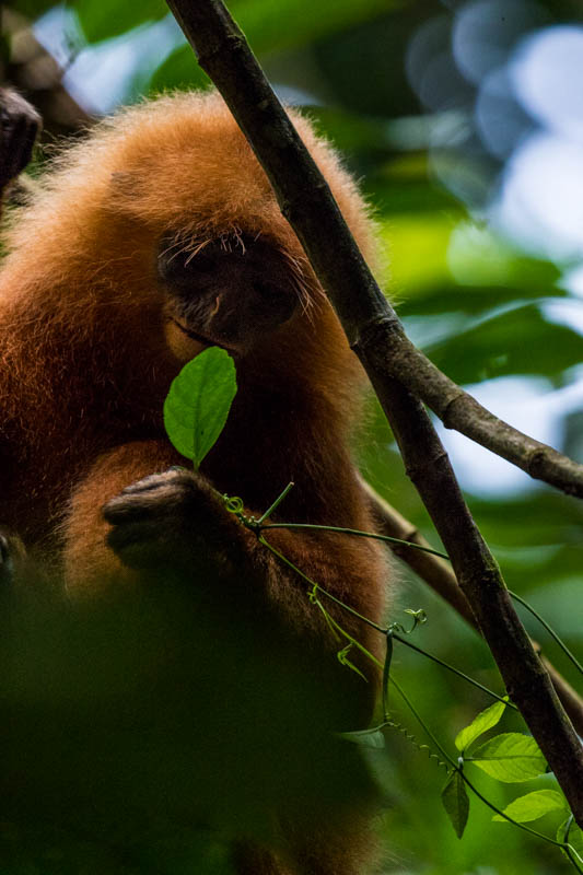 Red Leaf Monkey