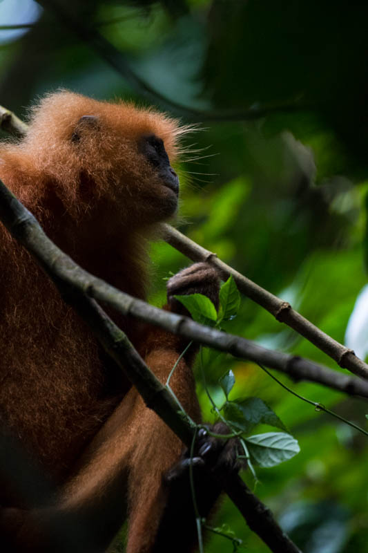 Red Leaf Monkey