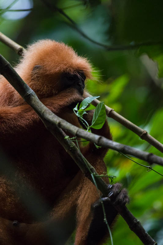 Red Leaf Monkey