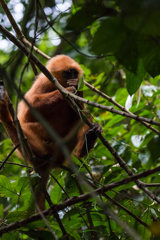 Red Leaf Monkey