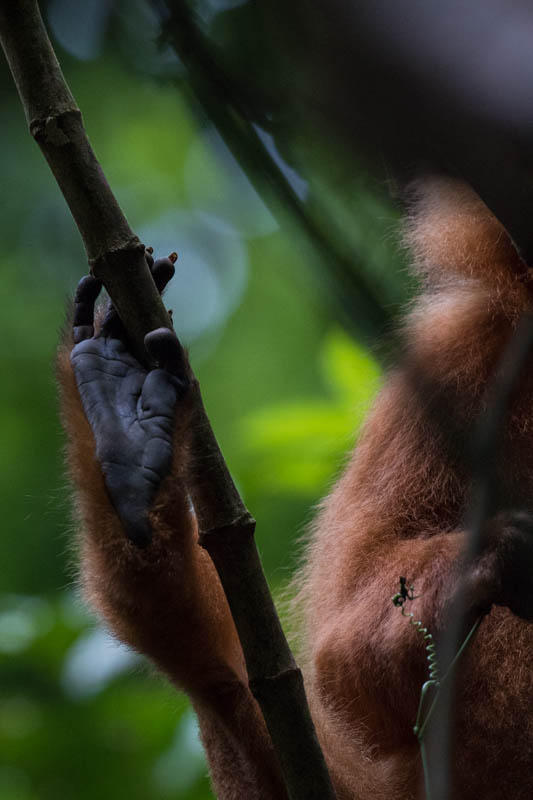 Red Leaf Monkey Foot Detail