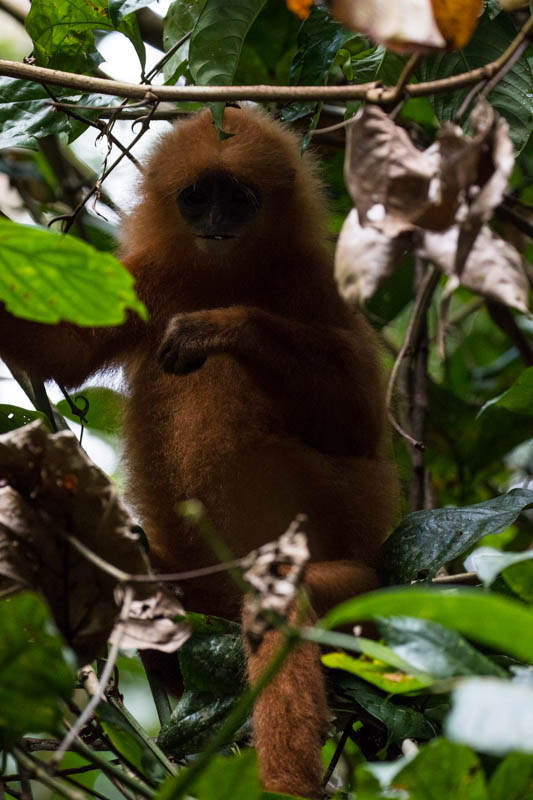 Red Leaf Monkey