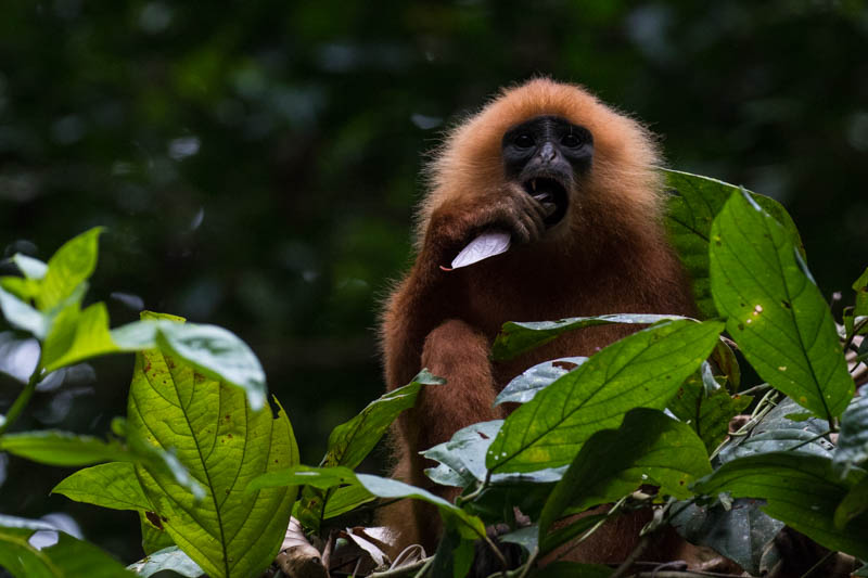 Red Leaf Monkey