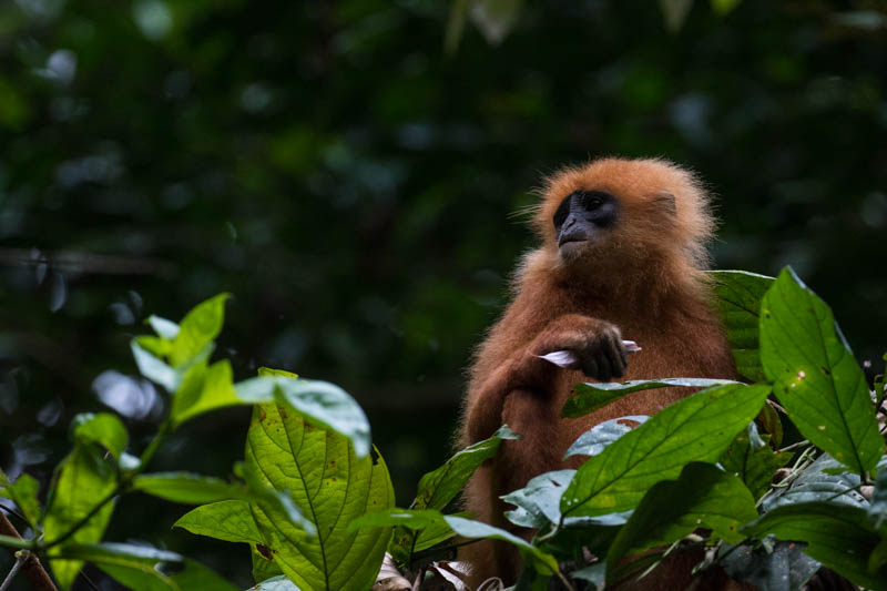 Red Leaf Monkey