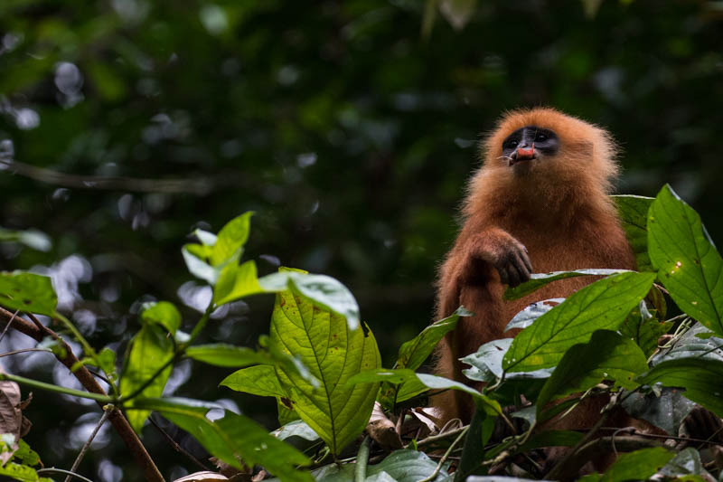 Red Leaf Monkey