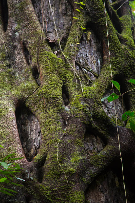 Fig Roots On Tree