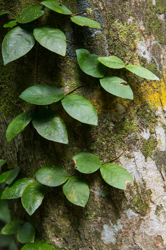 Epiphytes On Tree