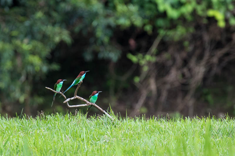 Blue-Throated Bee-Eater