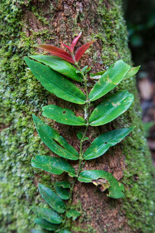 Epiphytes On Tree