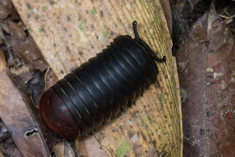 Giant Isopod