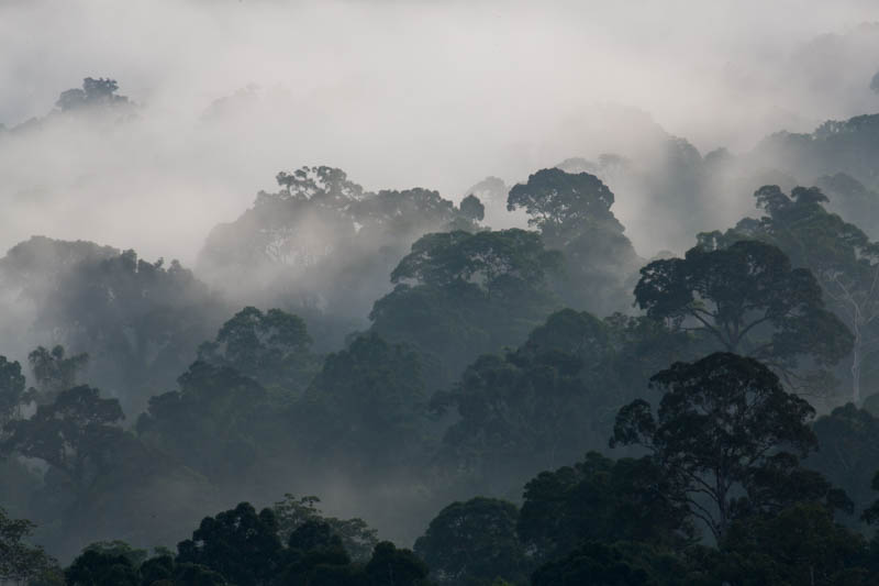 Rainforest In MIst