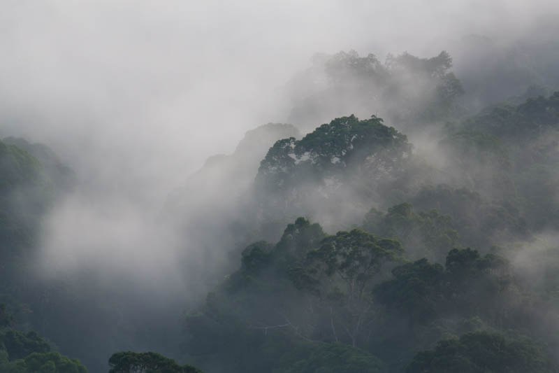 Rainforest In MIst