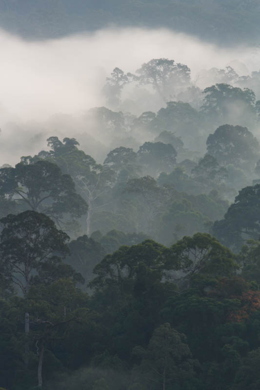 Rainforest In MIst