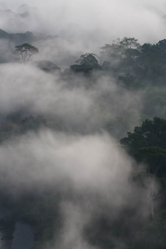 Rainforest In MIst