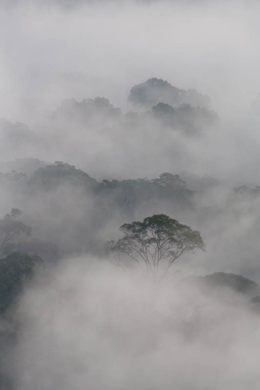 Rainforest In MIst