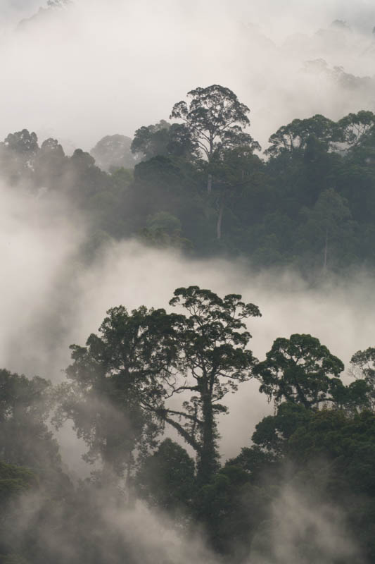 Rainforest In MIst