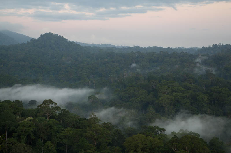 Rainforest In MIst