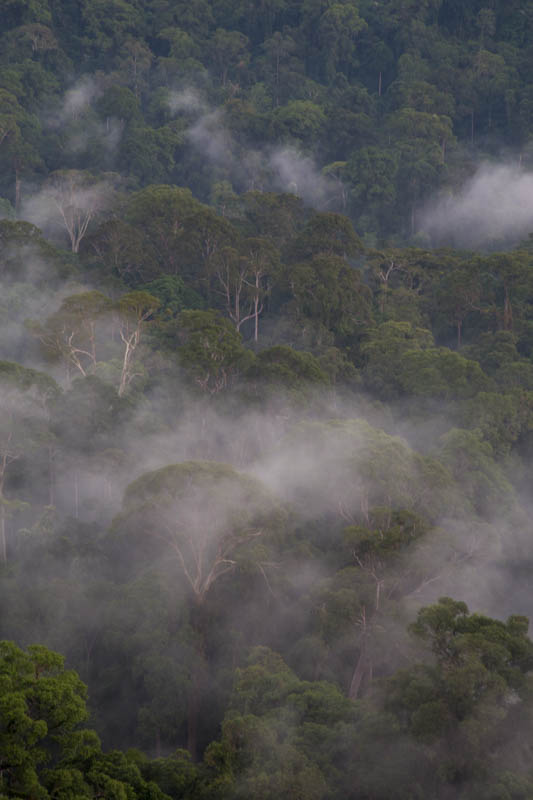 Rainforest In MIst