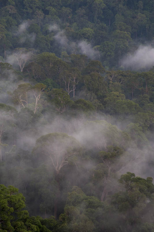 Rainforest In MIst