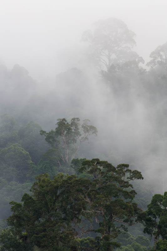 Rainforest In MIst