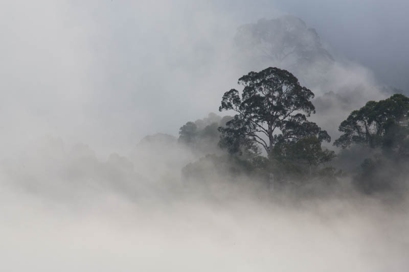 Rainforest In MIst