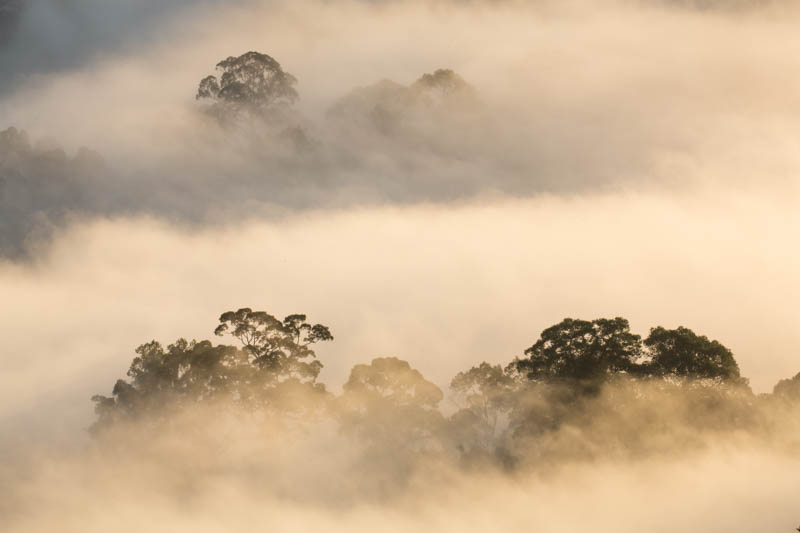 Rainforest In MIst