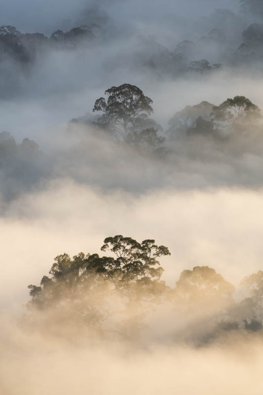 Rainforest In MIst