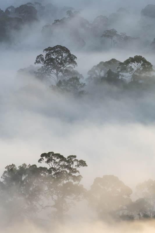 Rainforest In MIst