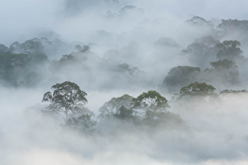 Rainforest In MIst