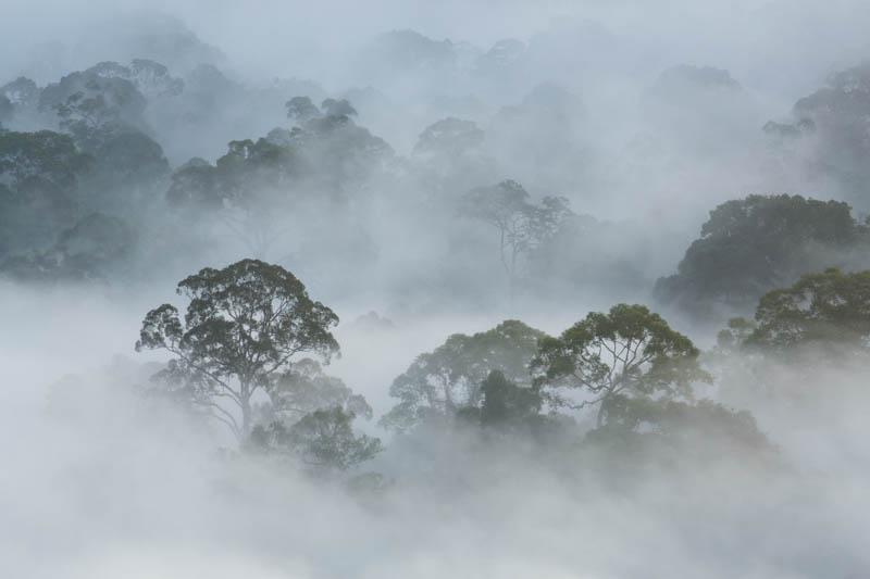 Rainforest In MIst