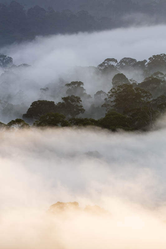 Rainforest In MIst