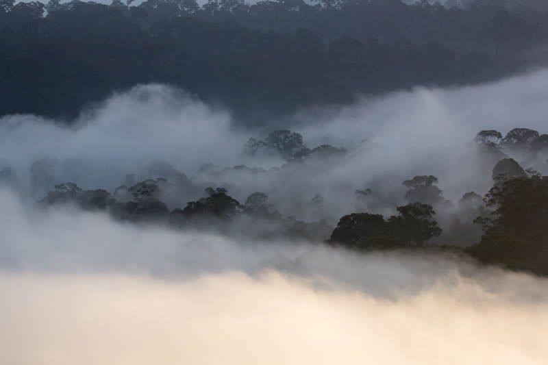 Rainforest In MIst